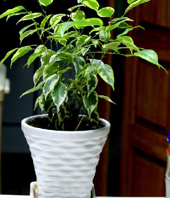 利用植物来增旺风水大有学问 巧置家中植物风水行好运